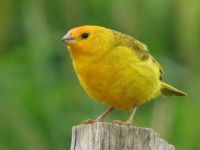 A yellow Canary bird.
