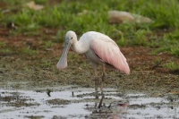 Roseate Spoonbill sighted in Green Bay Wisconsin