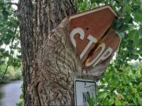 Tree eats sign
