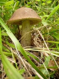 mushrooms_Leccinum scabrum