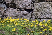 Dandelions by the stone wall
