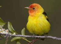 YELLOW BIRD