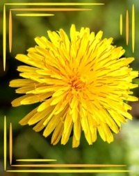⚞🌻Spring in yellow🌻⚟