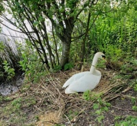 Swan sitting on the nest