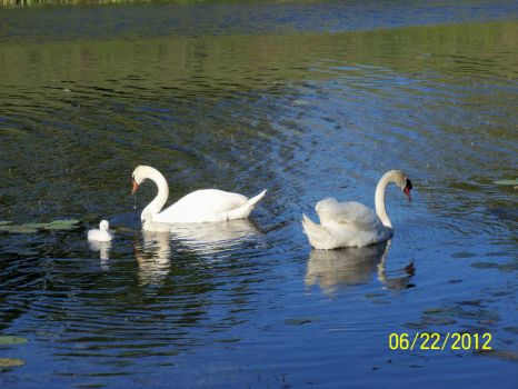Swans on Thunder Bay river