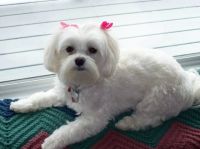 Precious Mimi from Harvest meadows