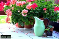 Pink geraniums and green pitcher  💗