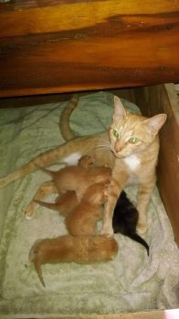 Mama and All Her Kittens