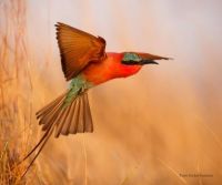 colorful bird