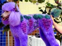 "Vinyard" - The Designer Poodle