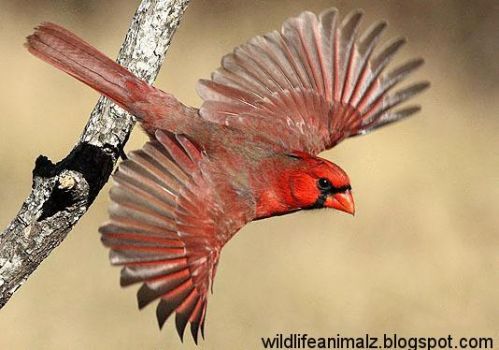 Cardinal Bird Flying[1]