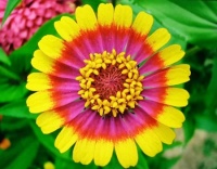 WILDFLOWER ~ STARBURST ZINNIA