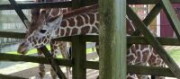 Giraffe through fence