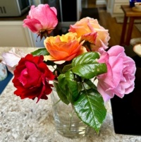 Fragrant Roses from my garden