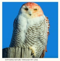 Rare orange owl (#2)