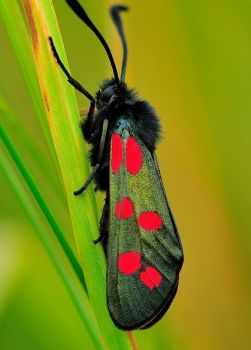 6 spot Burnet Moth - UK.