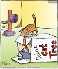 Cats just like to have fun