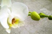 Orchid Blooms