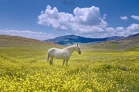 horse in field