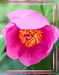 🌿🌺 Peony 🌺🌿