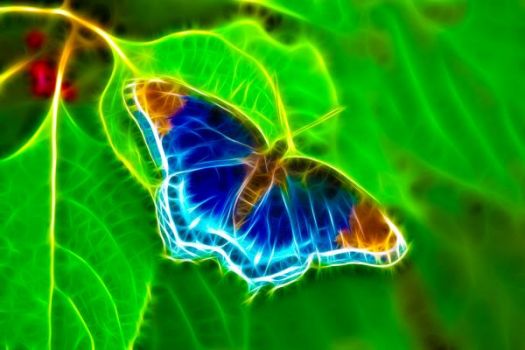 borboleta fractal