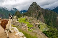 Llama Shows Off Machu Picchu