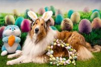 Easter_Dogs_Rabbits_Collie_Eggs_Rabbit