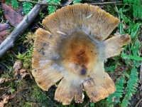 Mushroom on Hobbit Trail