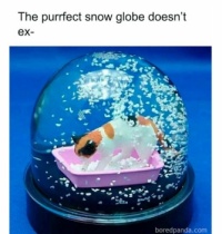 Purrfect snowglobe