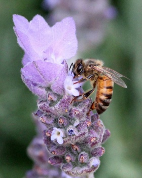 Honeybee on Common Lavender, San Dieguito County Park, Solana Beach, California