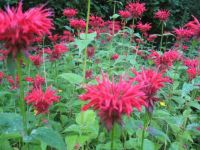 Monarda