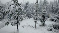 moose in Wyoming 1st snow of season