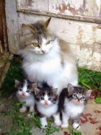 cat family