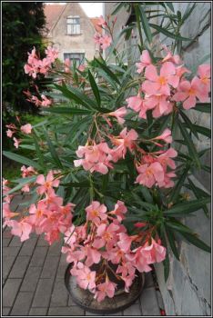 Růžový oleander...  Pink oleander ...