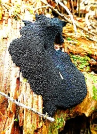 WEIRD  AND WONDERFUL SLIME MOLD COMOX VALLEY - 3 OF 4