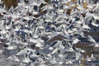 Flock of black-headed gulls