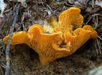 bitter oyster fungus (scherpe schelpzwam)