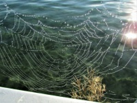 Bejewled Spider Web
