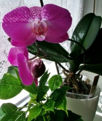 ORCHIDEJ