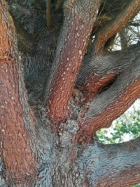 Close up of tree in Dargo, Vic, Aus
