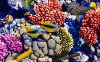 Life in the Coral Reefs