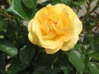 Butchart Gardens - Yellow Rose
