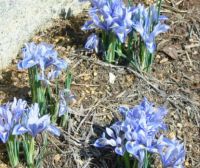 First things to bloom in my garden...