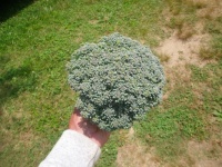 Broccoli fresh cut from the garden