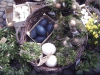 Eggs from emus (blue) and ostrich (white)