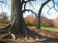 Prospect Park - tree with big roots