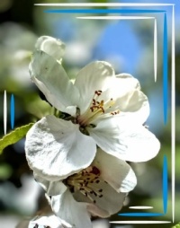 🤍🌿Delicate white🌿🤍