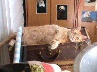 Cuppy being lazy