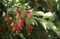 Berries