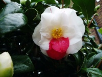 Camellia for Impie